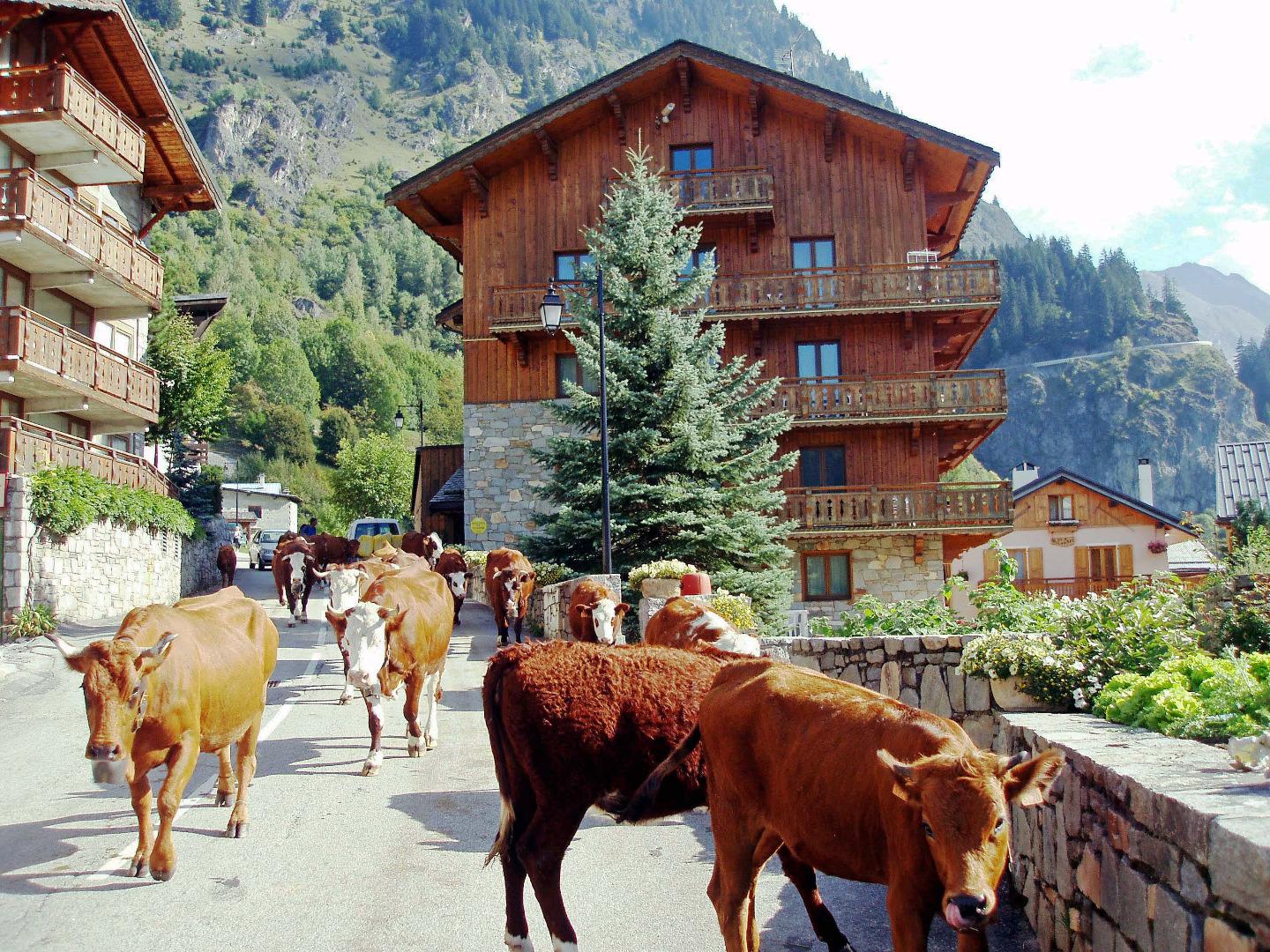 Les 2 Chalets, En automne, la transhumance, retour d'alpage début Octobre