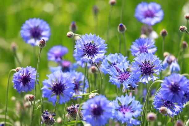 La Centaurée est une jolie fleur sauvage et mellifère. La plus populaire des centaurées est incontestablement le bleuet.