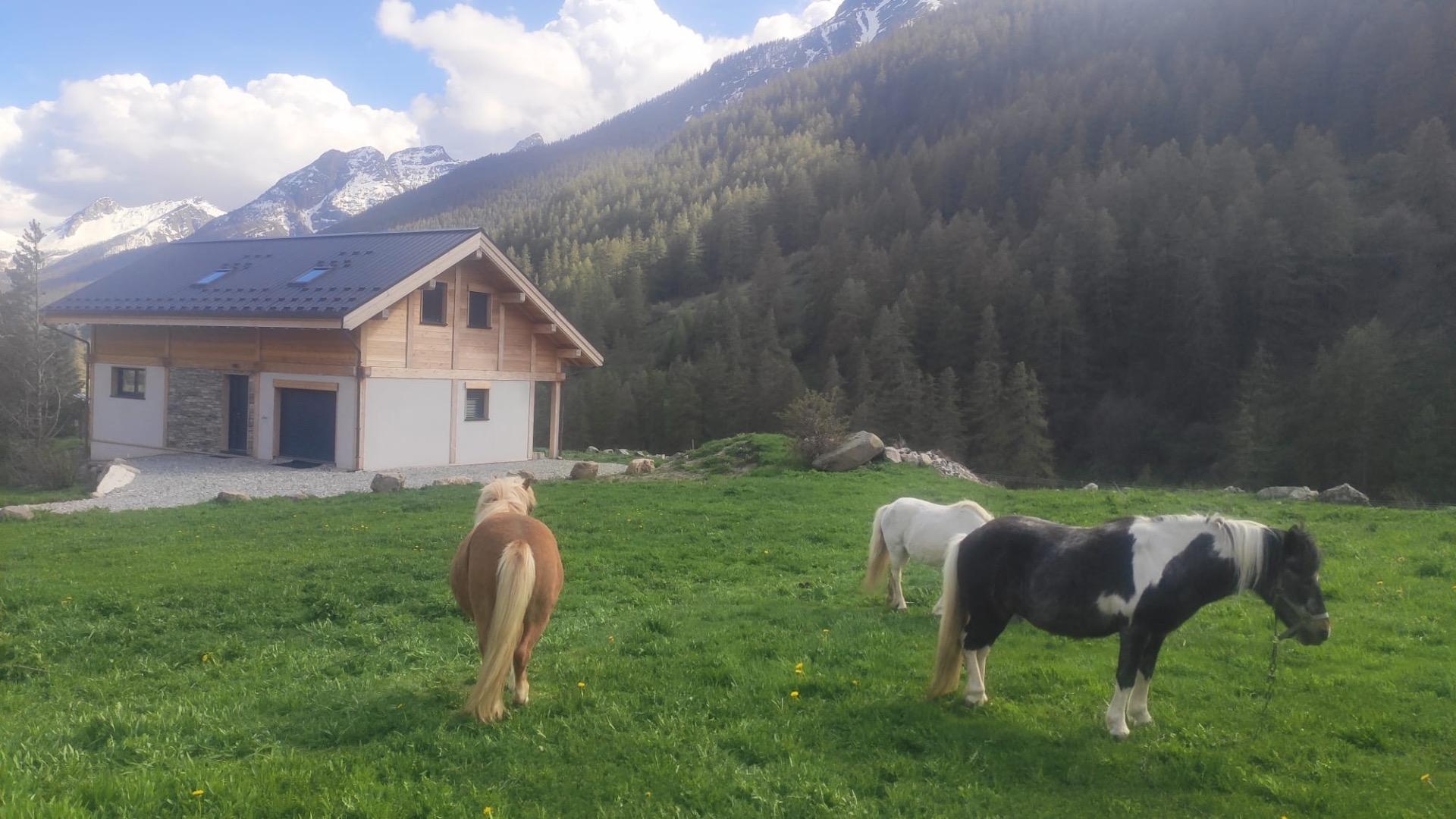 Les poneys sont proches  de la Dune Blanche