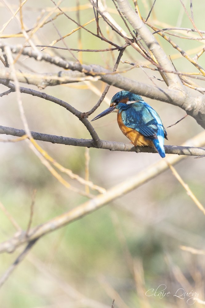 Chambre chez moi ter