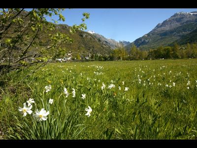 Imazarène ( l'invité )
