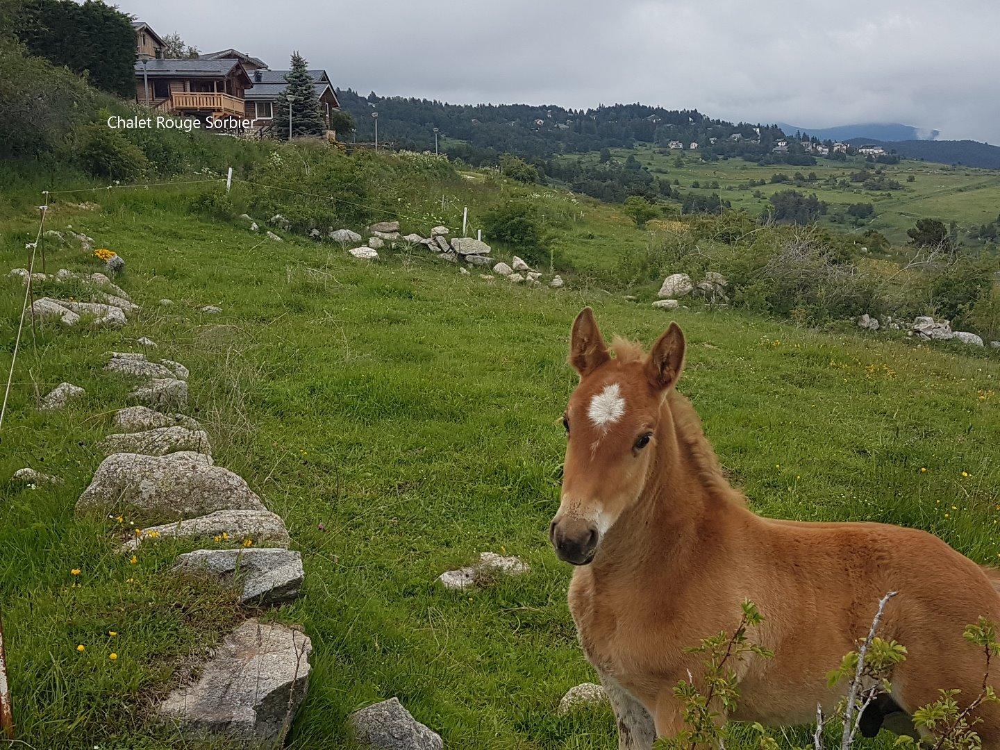 En face du chalet, les pâturages où paissent les vaches ou les chevaux, selon les saisons.