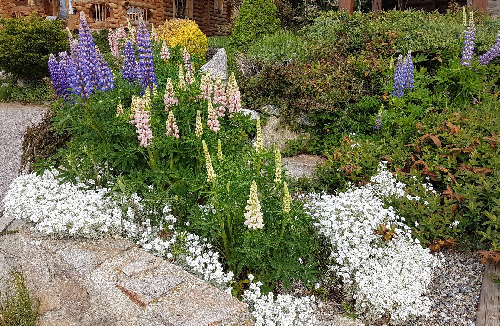 Les lupins dans le jardin de rocaille, en juin.