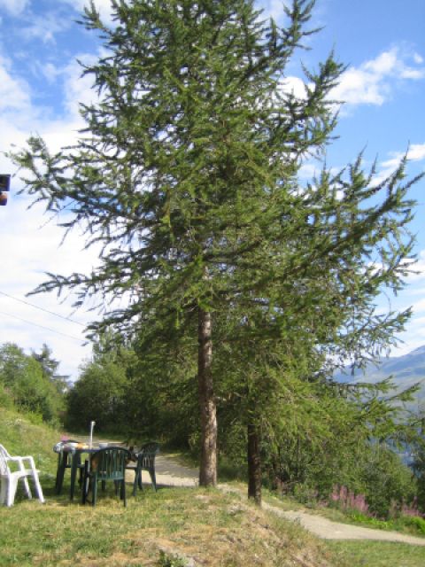 chalet d'alpage 9p  calme confort au bord piste bleu