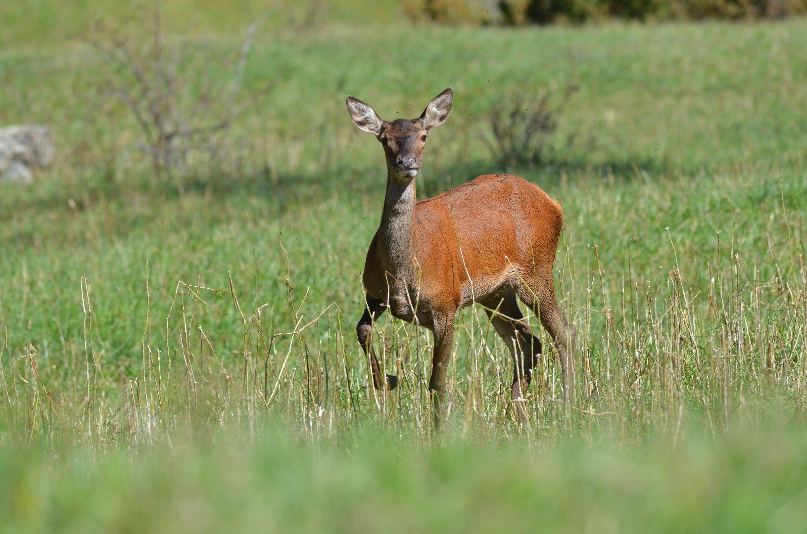 Une jeune biche, à 100 m du chalet.