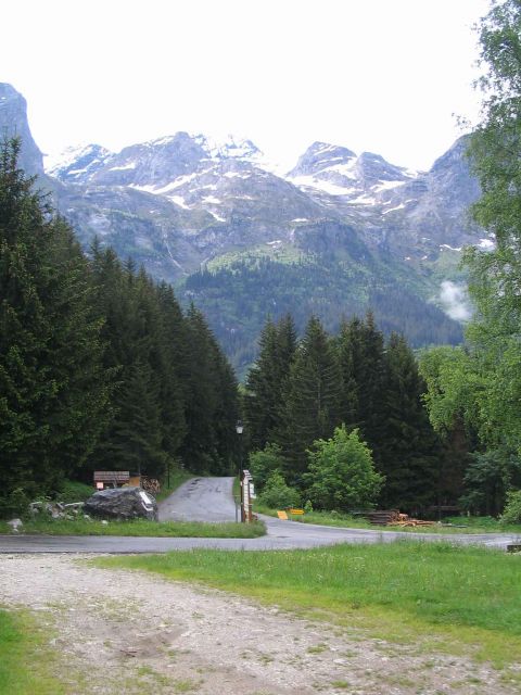 Les bouleaux-1