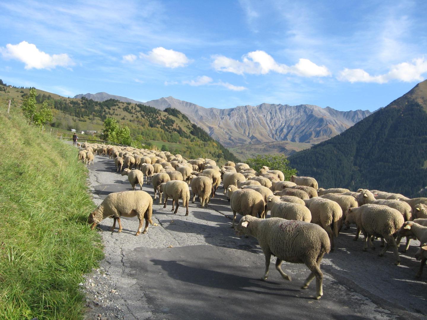 La transhumance des moutons