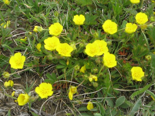 tapis de fleurs au Mont Cenis