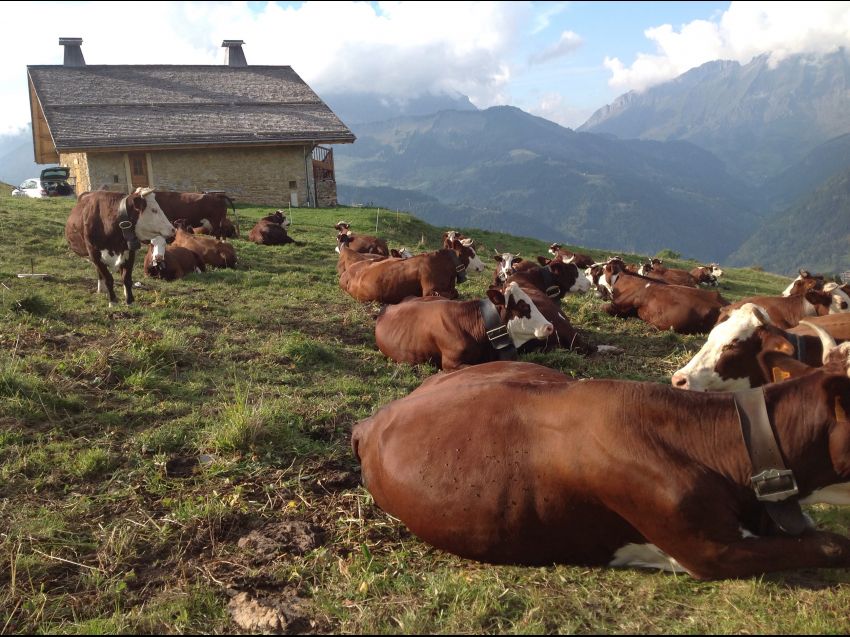 L'Alpage de CRESTERA, ESPACE DIAMANT, appartement MONT BLANC