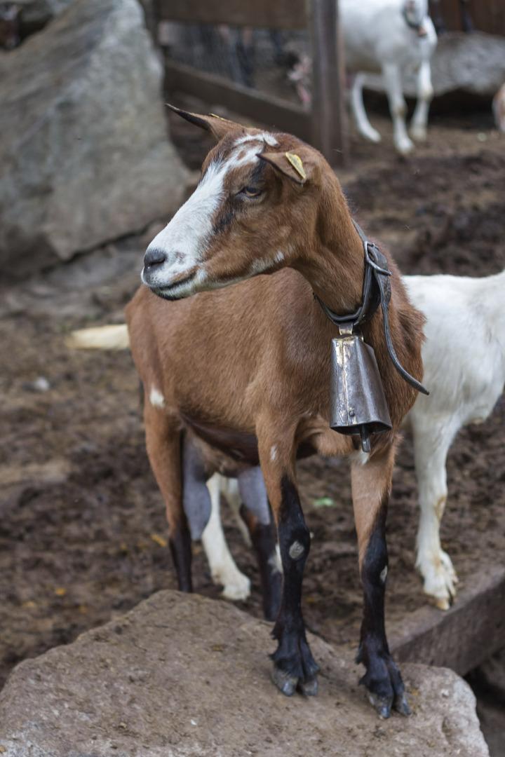 PILLENTA au pied des pistes, découverte de notre chèvrerie, activités autour