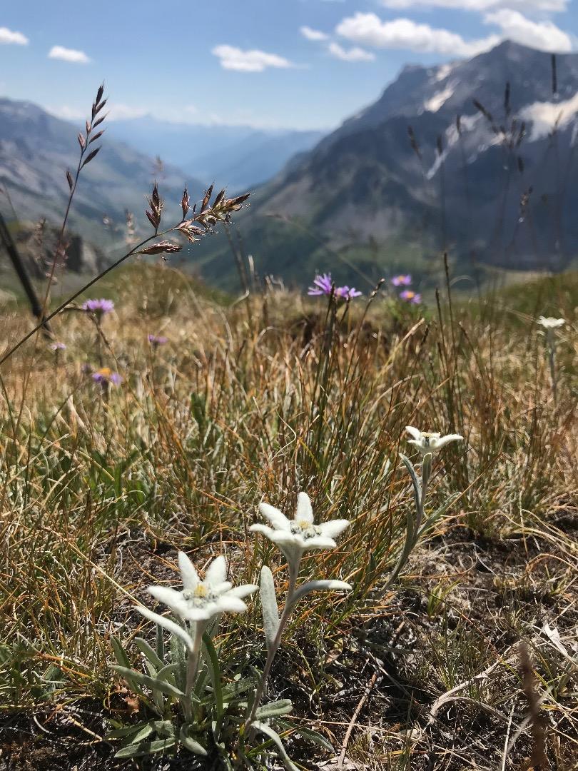 Balade au Galibier