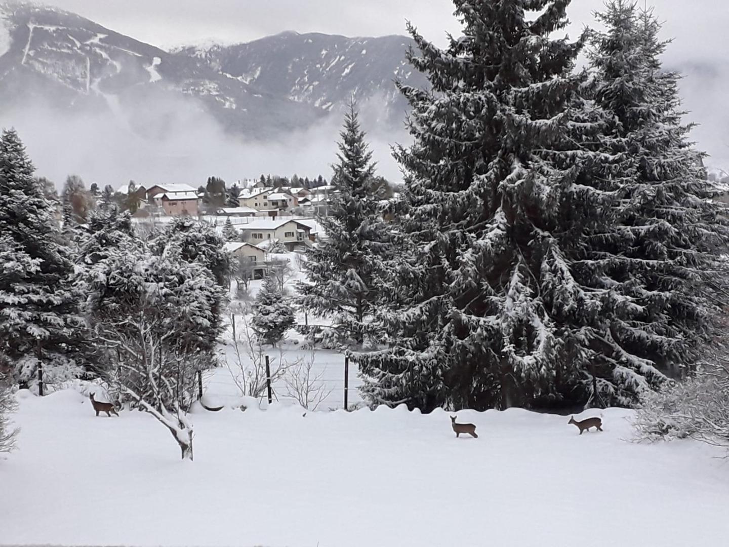 Les biches  devant nos portes  le matin  30 metres vue de la terrasse